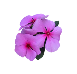 Pink Periwinkle Flowers