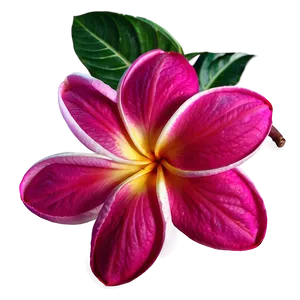 Pink Plumeria Png 88 PNG image