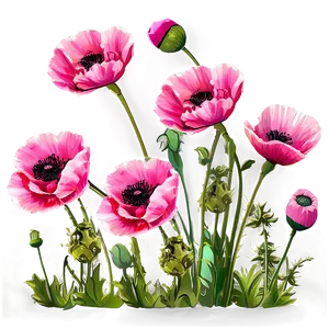 Pink Poppies Field PNG Lhy