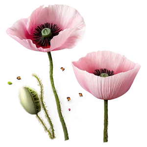 Pink Poppies Field PNG Ypt96