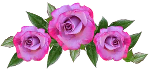 Pink Purple Roses Transparent Background