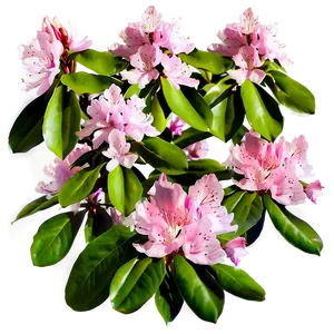 Pink Rhododendron Png Duf PNG image