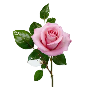 Pink Rose Arrangement PNG 05242024
