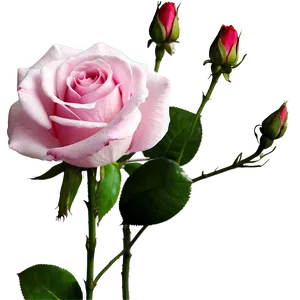 Pink Rose Art PNG Vol
