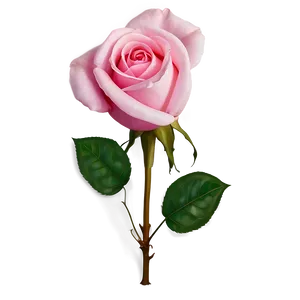 Pink Rose Beauty PNG 05242024