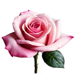 Pink Rose Beauty PNG 94