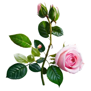 Pink Rose Beauty PNG Eup85