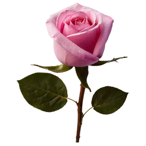 Pink Rose Beauty PNG Vue82