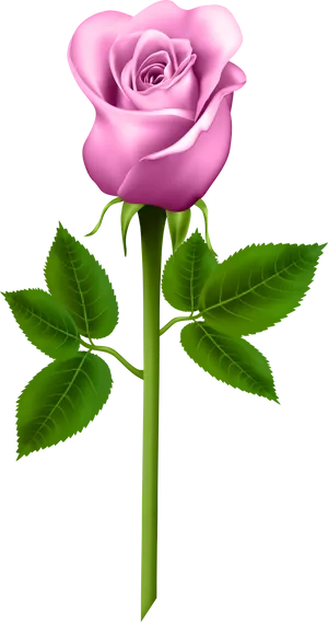 Pink Rose Black Background