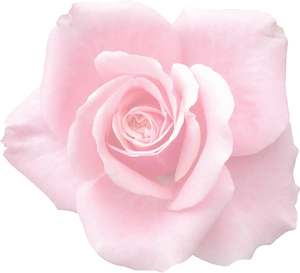Pink Rose Black Background