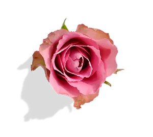 Pink Rose Black Background