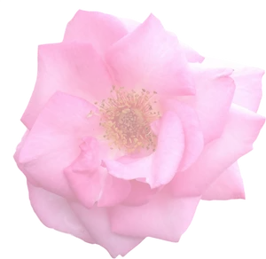 Pink Rose Black Background