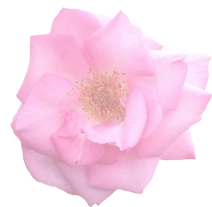 Pink Rose Black Background PNG image