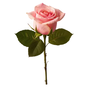 Pink Rose Bouquet PNG 86