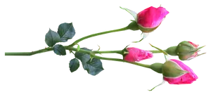 Pink Rose Branch Transparent Background