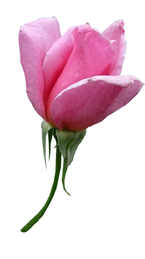 Pink Rose Bud Isolated Background