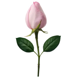 Pink Rose Bud PNG Dad