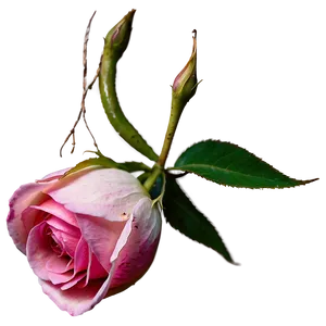 Pink Rose Bud PNG Gtp