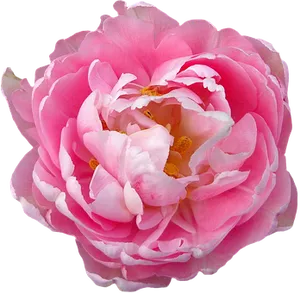 Pink Rose Closeup