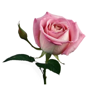 Pink Rose Closeup PNG 77