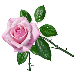 Pink Rose Closeup PNG Hwv