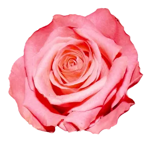 Pink Rose Closeup.png
