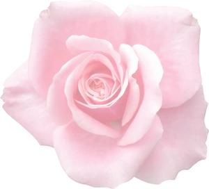 Pink Rose Closeup.png
