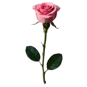 Pink Rose Closeup PNG Wtv16