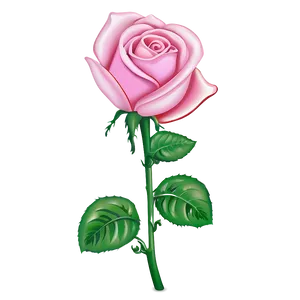Pink Rose Drawing PNG 10