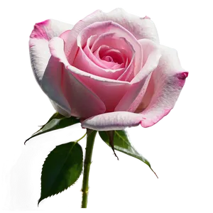 Pink Rose Drawing PNG Oom