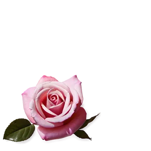 Pink Rose Drawing PNG Yyg29