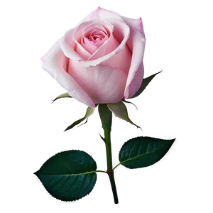 Pink Rose Emotion PNG 2 PNG
