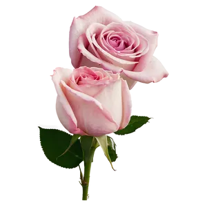Pink Rose Emotion PNG Hxm92 PNG