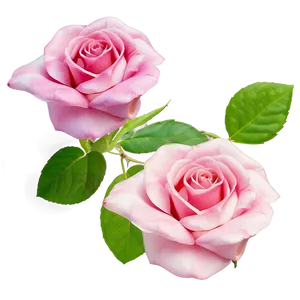 Pink Rose Essence PNG 79 PNG