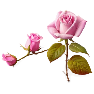 Pink Rose Essence PNG Mps PNG