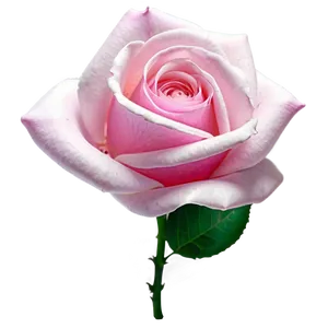Pink Rose Fantasy PNG 05242024