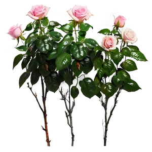 Pink Rose Garden PNG 05242024