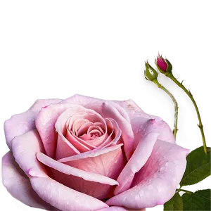 Pink Rose Garden PNG 05242024