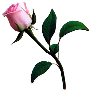 Pink Rose Gift PNG 16 PNG