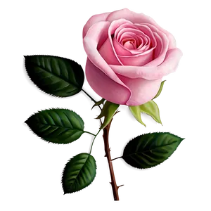 Pink Rose Illustration PNG Qwp