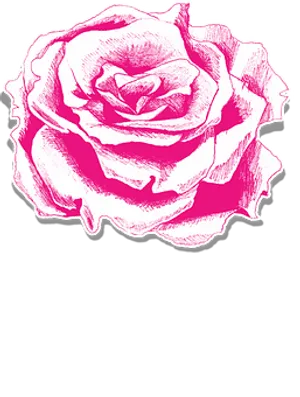 Pink Rose Illustration