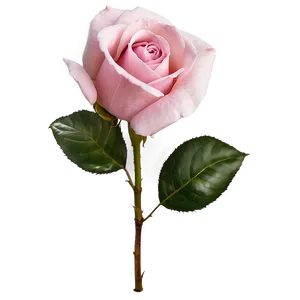 Pink Rose In Bloom PNG 05242024