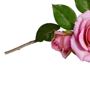 Pink Rose In Bloom PNG Mle9