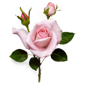 Pink Rose In Bloom PNG Xhc