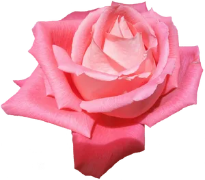 Pink Rose Isolated Background