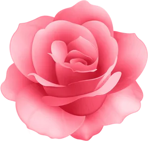 Pink Rose Isolatedon Black Background