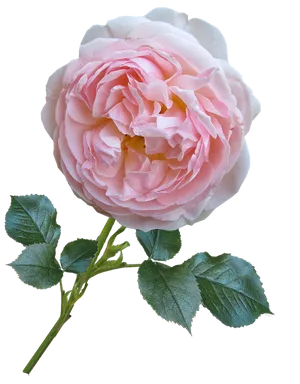 Pink Rose Isolatedon Gray Background.png PNG image