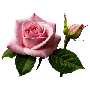 Pink Rose Love PNG 05242024