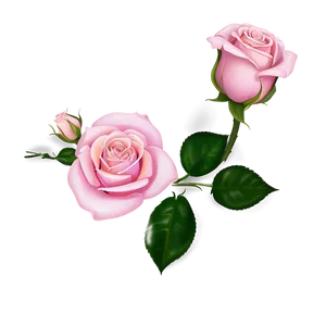 Pink Rose Love PNG 05242024 PNG