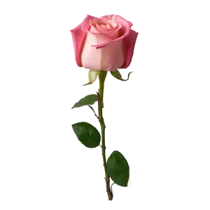 Pink Rose Love PNG 93